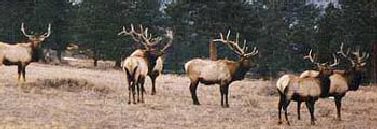 Taylor Creek Cabins are perfect Cabin Rentals In Colorado for your elk, deer, upland game, pheasant, chukar hunting trips,  Fly Fishing Cabins Near Aspen, Basalt , Cabin Rentals For Aspen and Snowmass Family Ski Vacations and Basalt Colorado Lodging. Taylor Creek Cabin rentals in Colorado are the best accommodation for Frying Pan, Roaring Fork and Colorado fly fishing and Aspen and Snowmass family Skiing holidays.